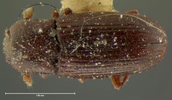 Media type: image;   Entomology 6826 Aspect: habitus dorsal view